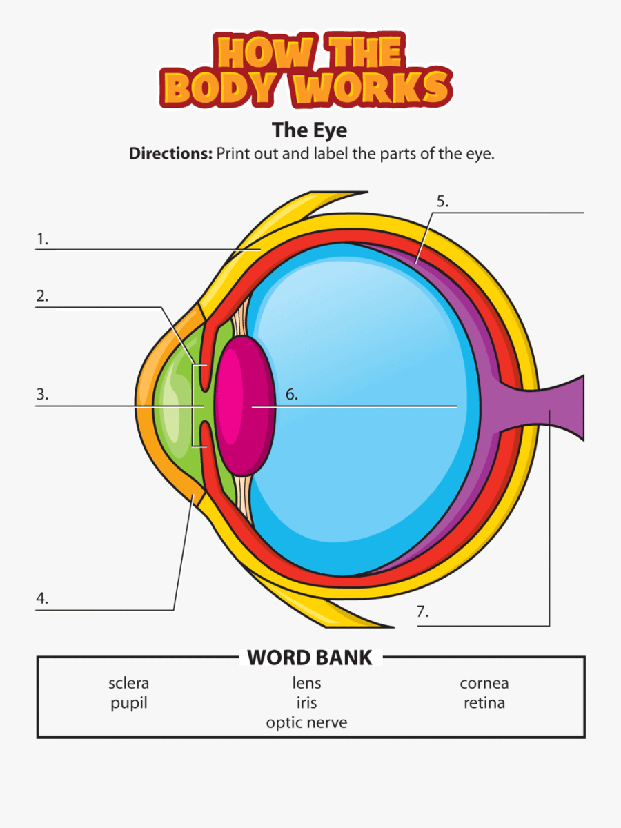 Clip Art Science Printables The School - Parts Of The Eyes Activity, Transparent Clipart