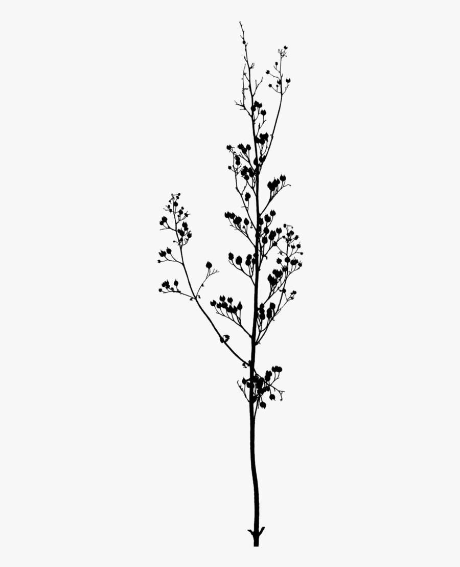 Twig Branch A Buddhist Spectrum Tree - Transparent Black And White Flowers, Transparent Clipart