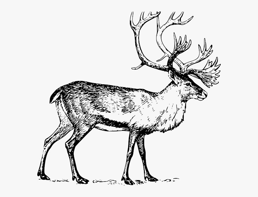 Caribou Clipart, Transparent Clipart