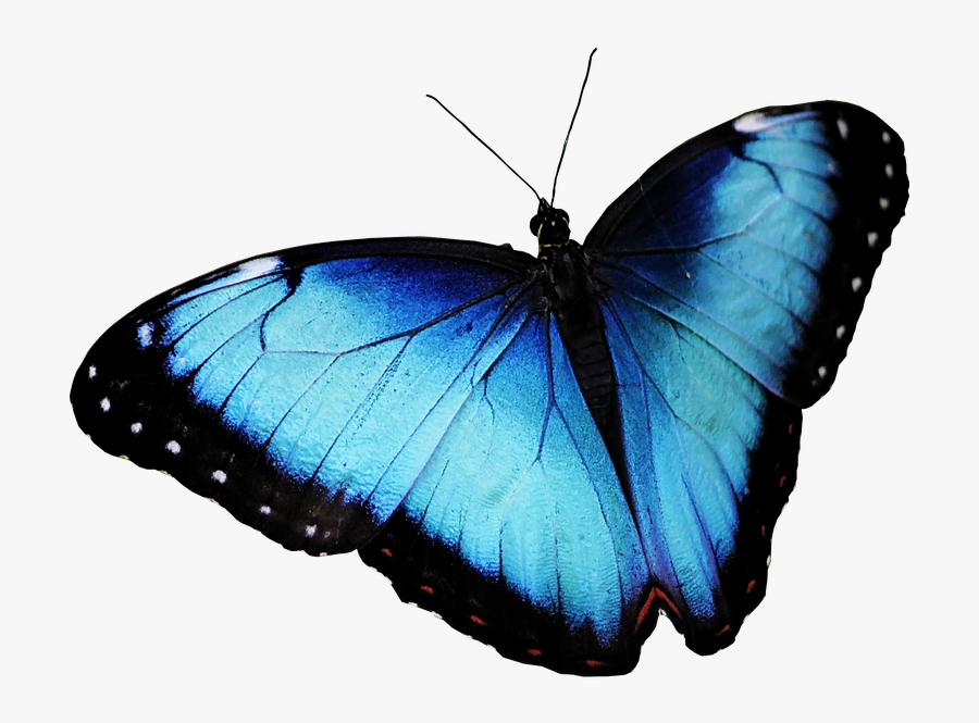 Free Photo On Pixabay - Alcon Blue Butterfly, Transparent Clipart