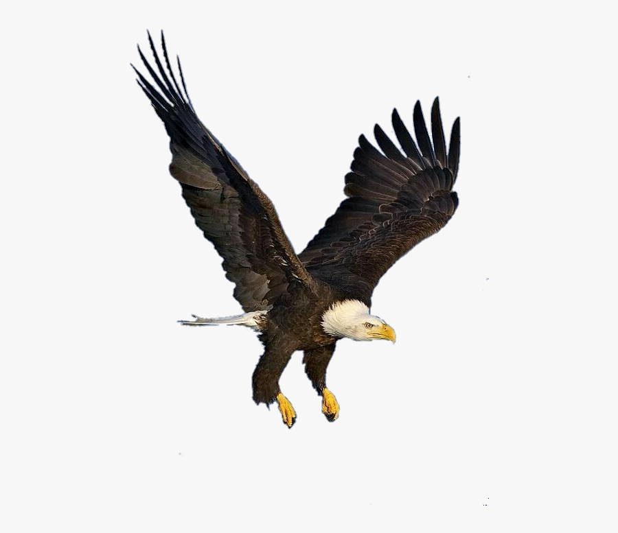 #eagle - Bald Eagle, Transparent Clipart