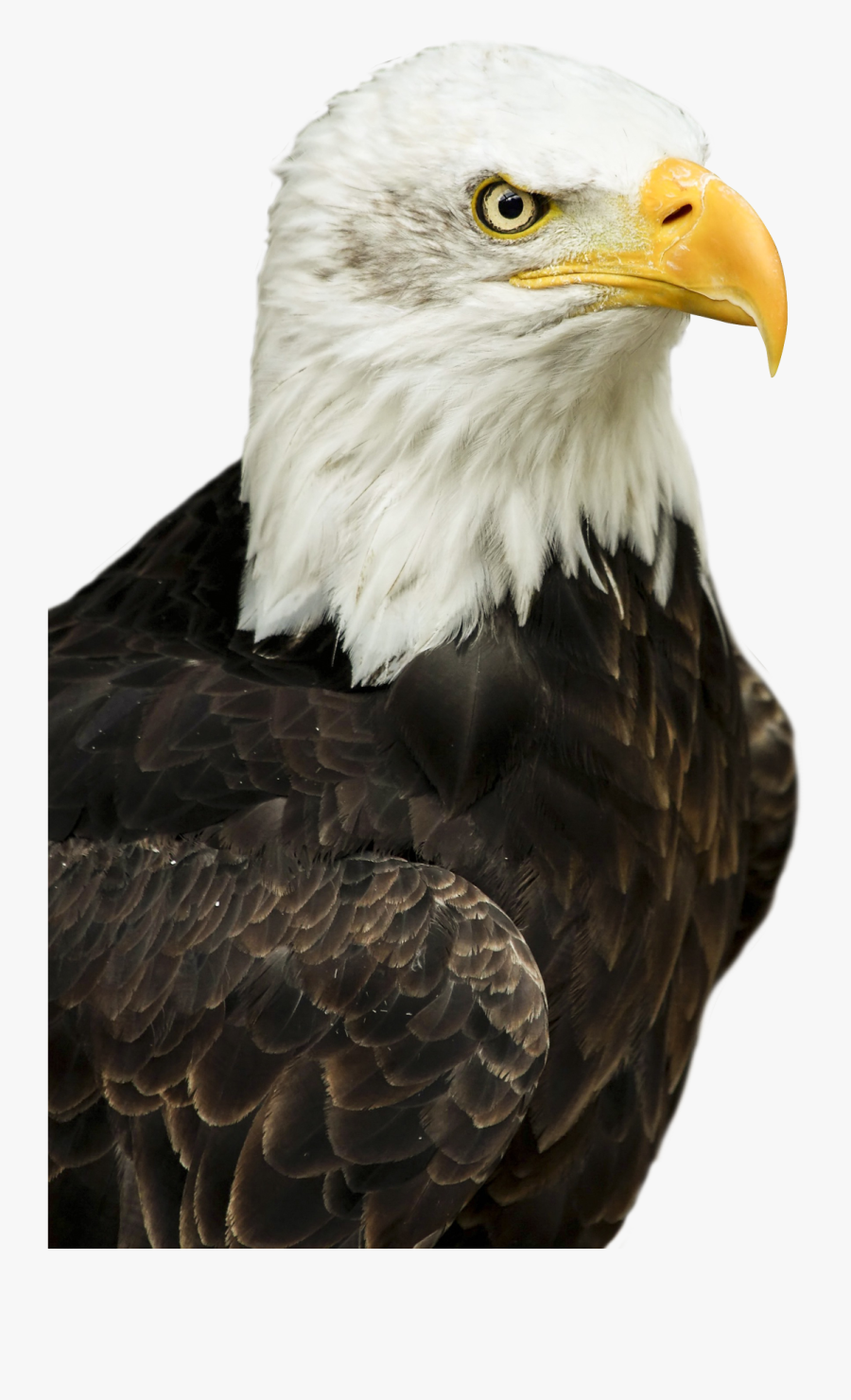 Bald Eagle Png Transparent, Transparent Clipart
