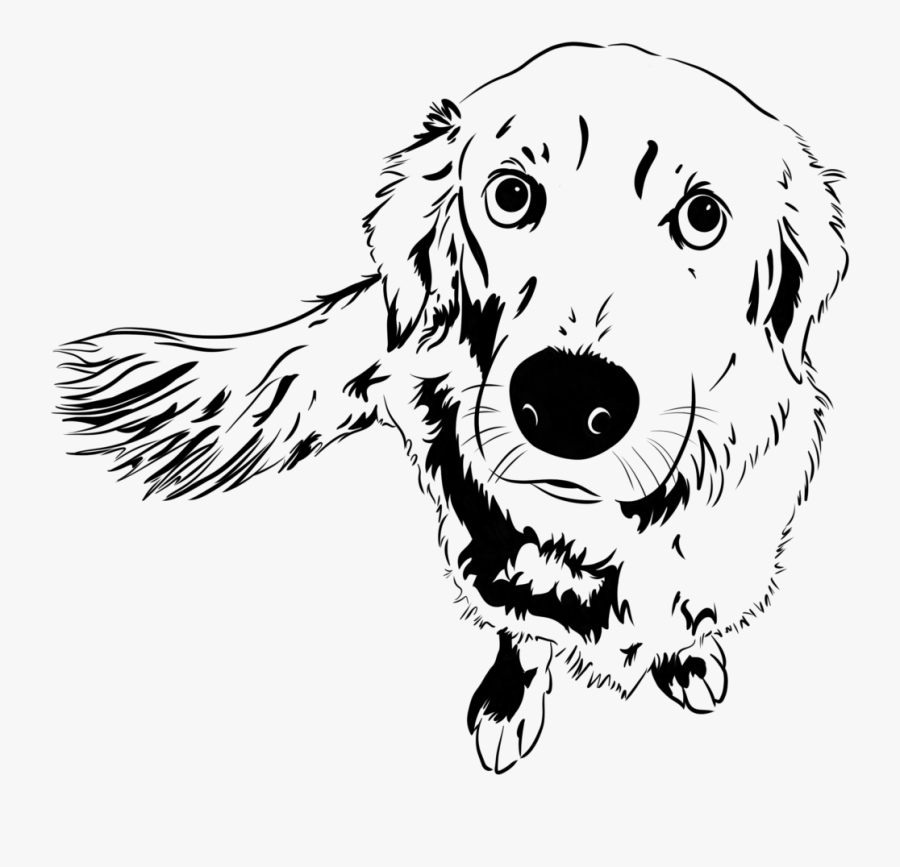 Golden Retriever Sketch - Dog Catches Something, Transparent Clipart