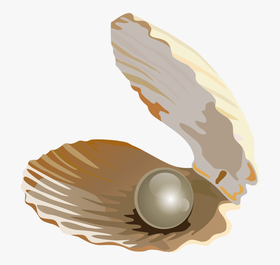 Seashell Download Jewellery Transprent - Pearl Shell Illustration Png, Transparent Clipart