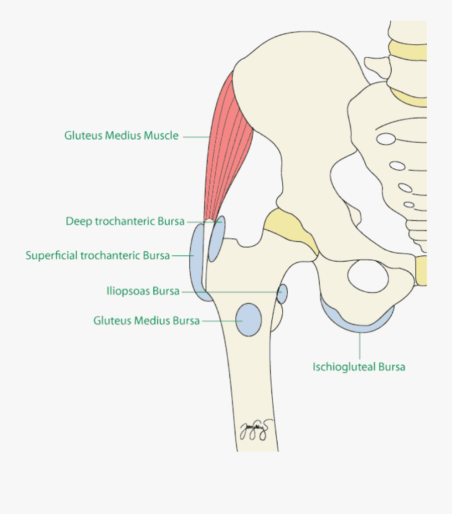 Sitz Bones Yoga - Superficial And Deep Trochanteric Bursa , Free ...