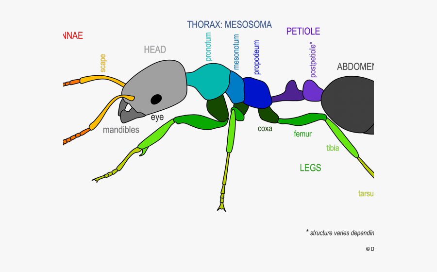 Ant Clipart Colorful - Petiole Insect, Transparent Clipart