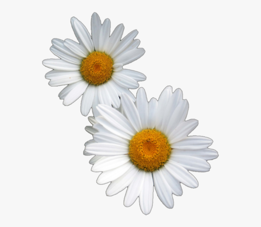 Daisy Png Aesthetic - Aesthetic Transparent Daisy Png, Transparent Clipart