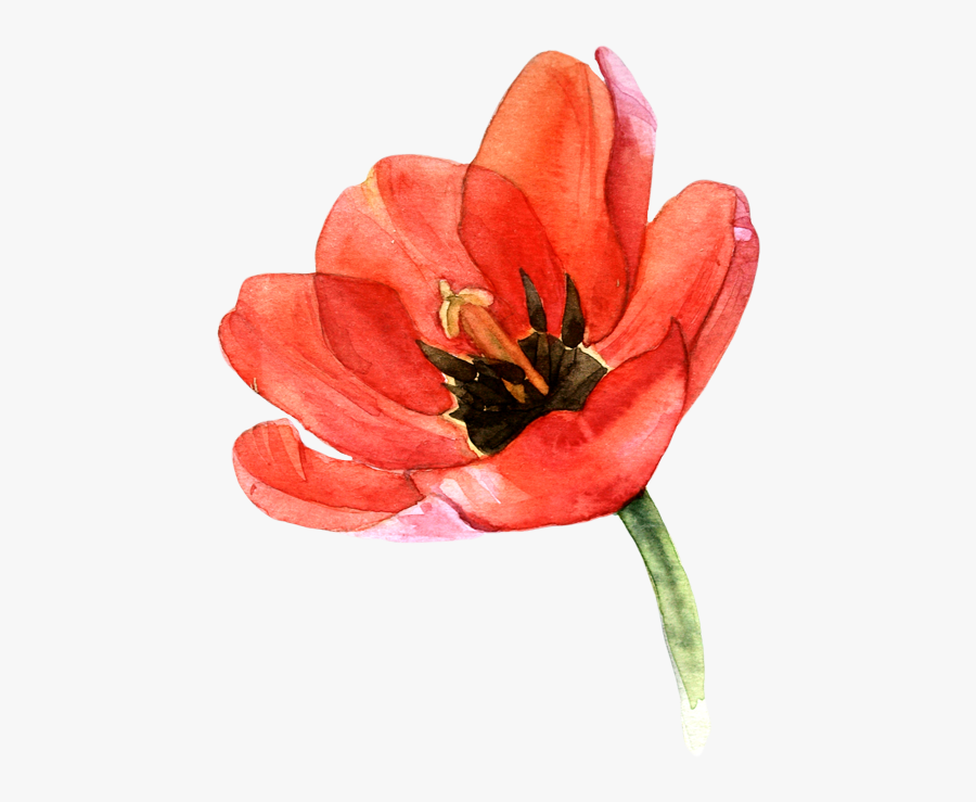 Clip Transparent Download Tulip Clipart Watercolor - Tulip Flower In Watercolor, Transparent Clipart