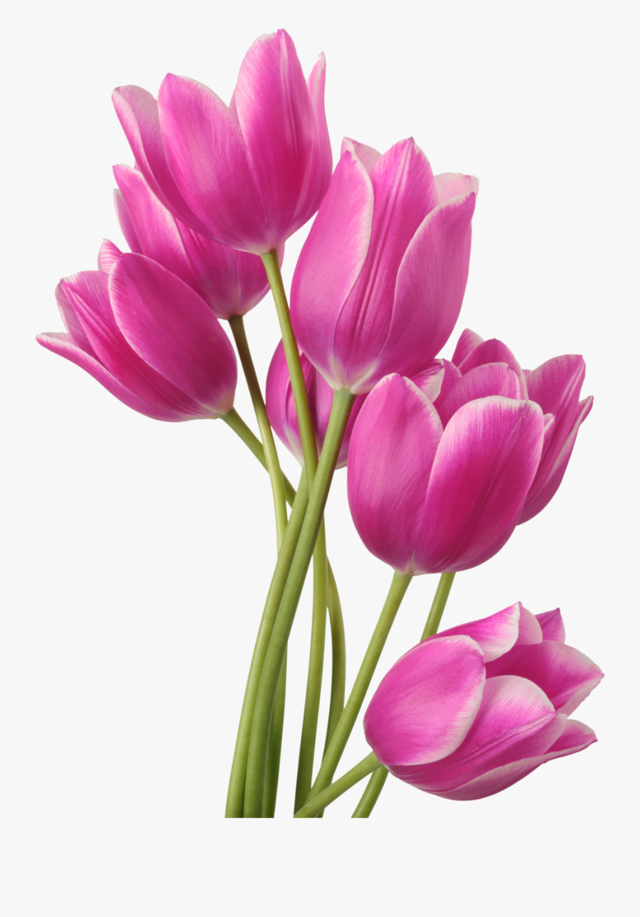 Tulip Flower Bouquet Clip Art, Transparent Clipart