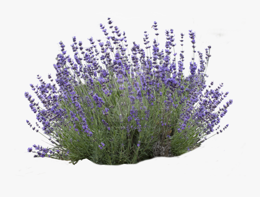 Download Lavender Bush White Background Clipart English - Lavender Bush Cut Out, Transparent Clipart