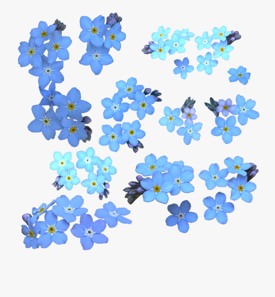 Download Forget Me Not Png Clipart For Designing Projects - Transparent Forget Me Nots, Transparent Clipart