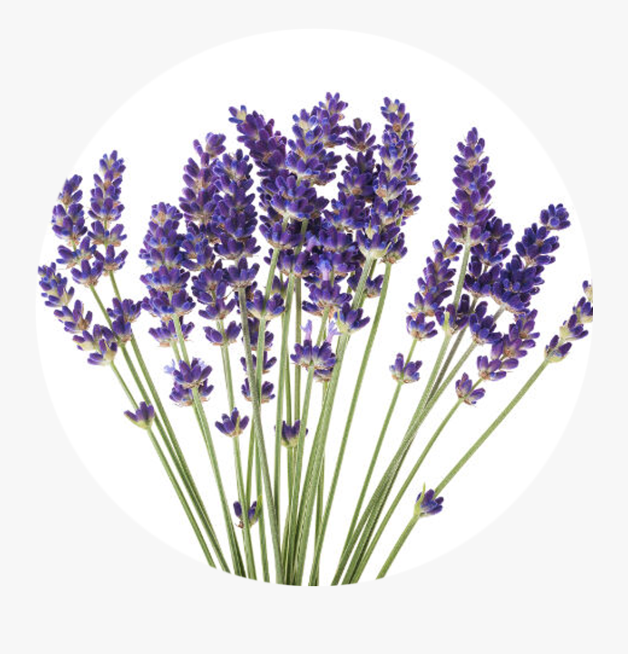 Transparent Essential Oils Clipart - Lavender Flower Lavender White Background, Transparent Clipart