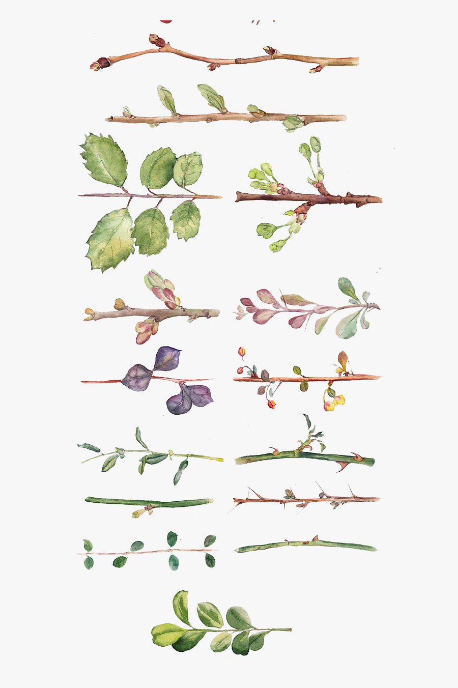 And All Flower Kinds Of Leaves Watercolor Clipart - Tipos De Ramas Y Sus Nombres, Transparent Clipart