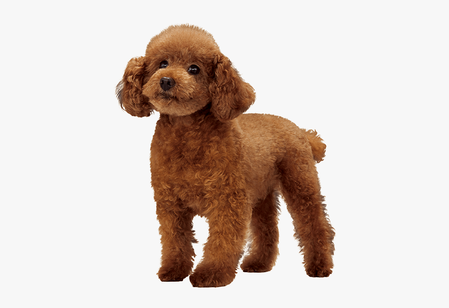 Miniature Poodle Standard Poodle Cockapoo Goldendoodle - Poodle Png, Transparent Clipart