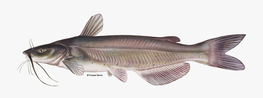 Clip Art Cat Fish Photo - Channel Catfish, Transparent Clipart