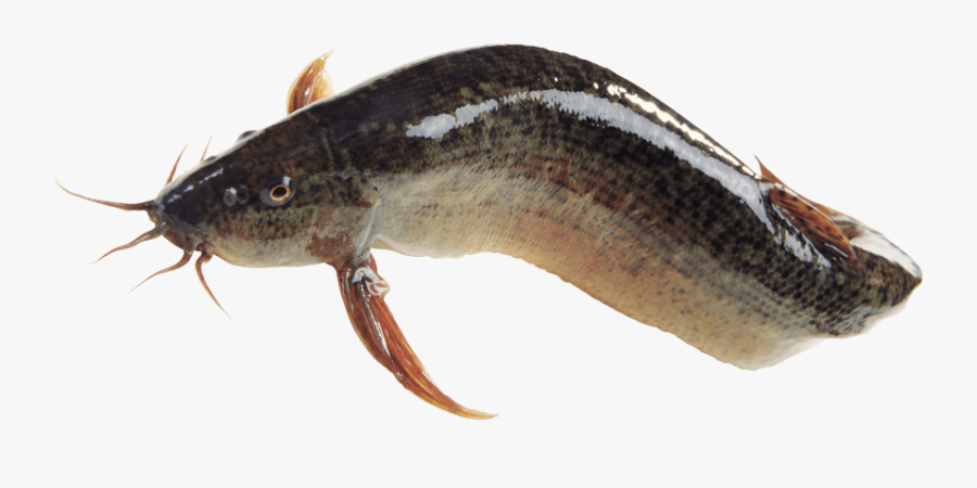 Catfish - Magur Fish, Transparent Clipart