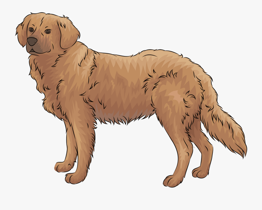 Golden Retriever, Transparent Clipart