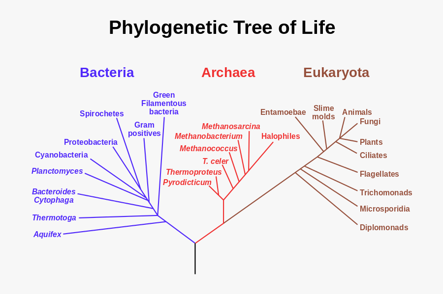 800px Phylogenetic Tree Svg - Phylogenetic Tree Of Life, Transparent Clipart