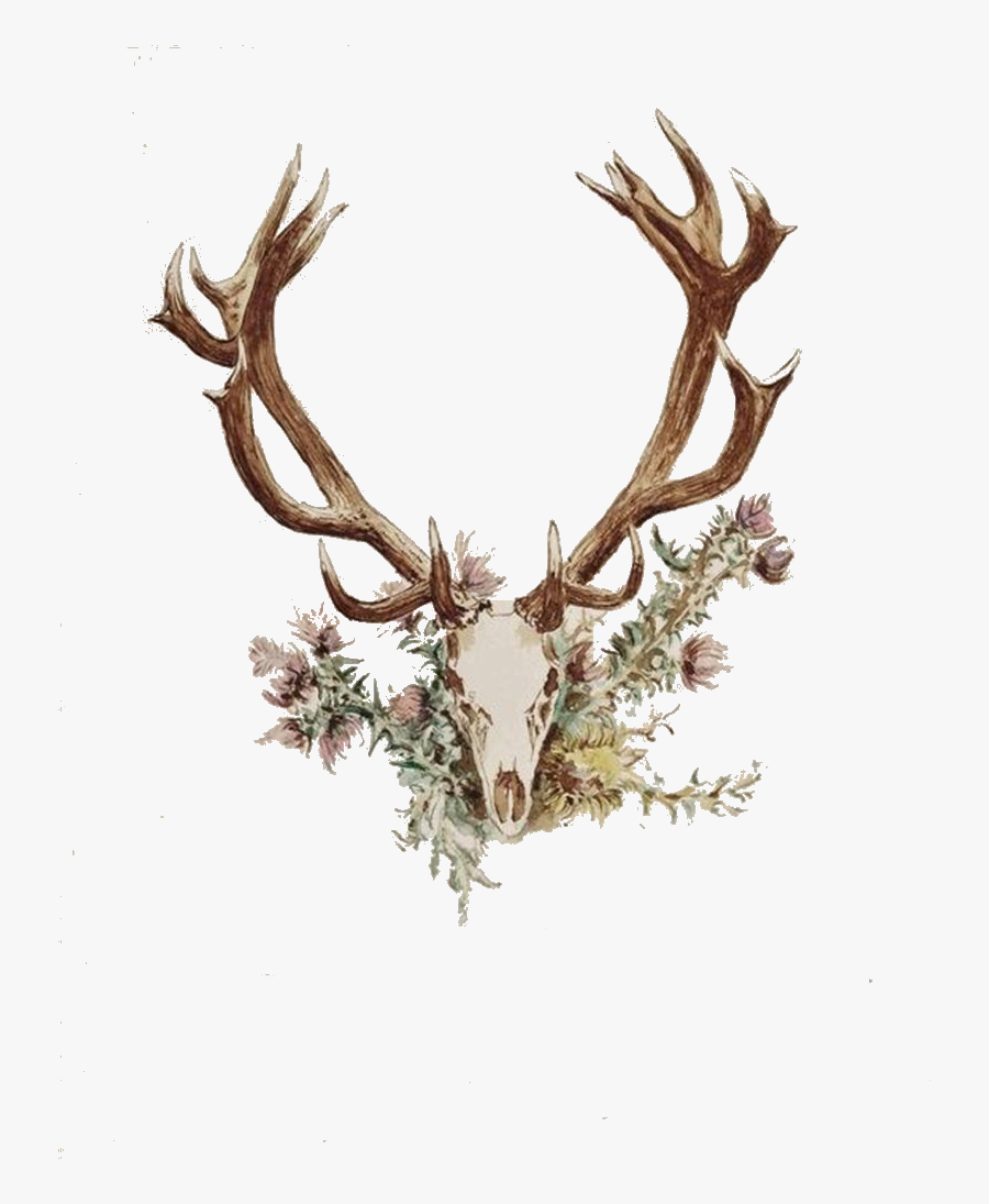 Transparent Deer Skull Clipart - Deer Antlers And Flowers, Transparent Clipart
