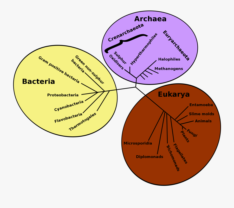 Pin It On Pinterest - Phylogenetic Tree Of Life, Transparent Clipart