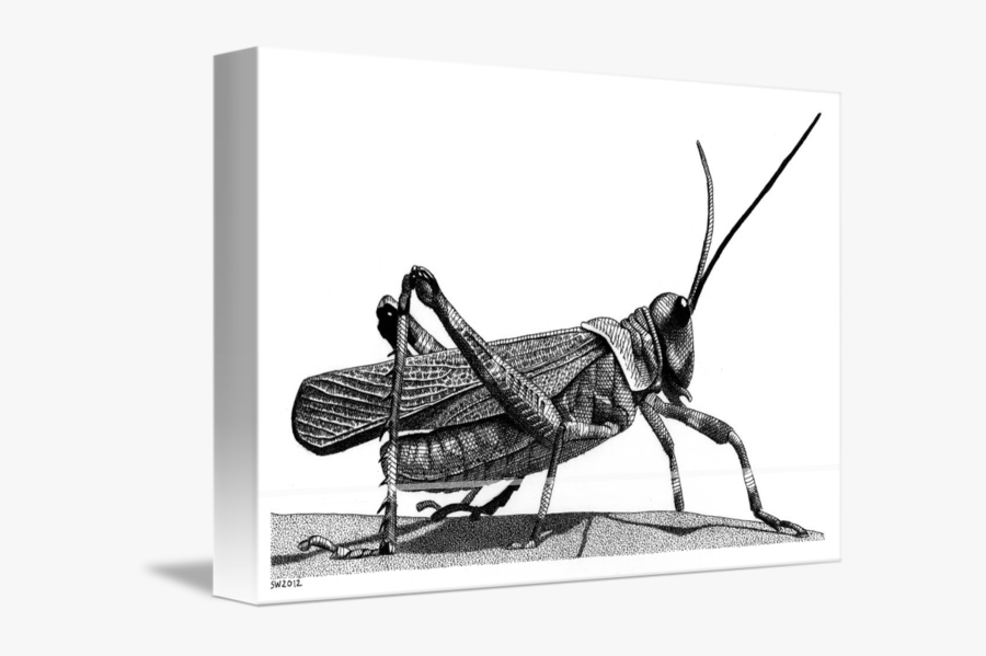 By Scott Woyak - Realistic Grasshopper Drawing, Transparent Clipart