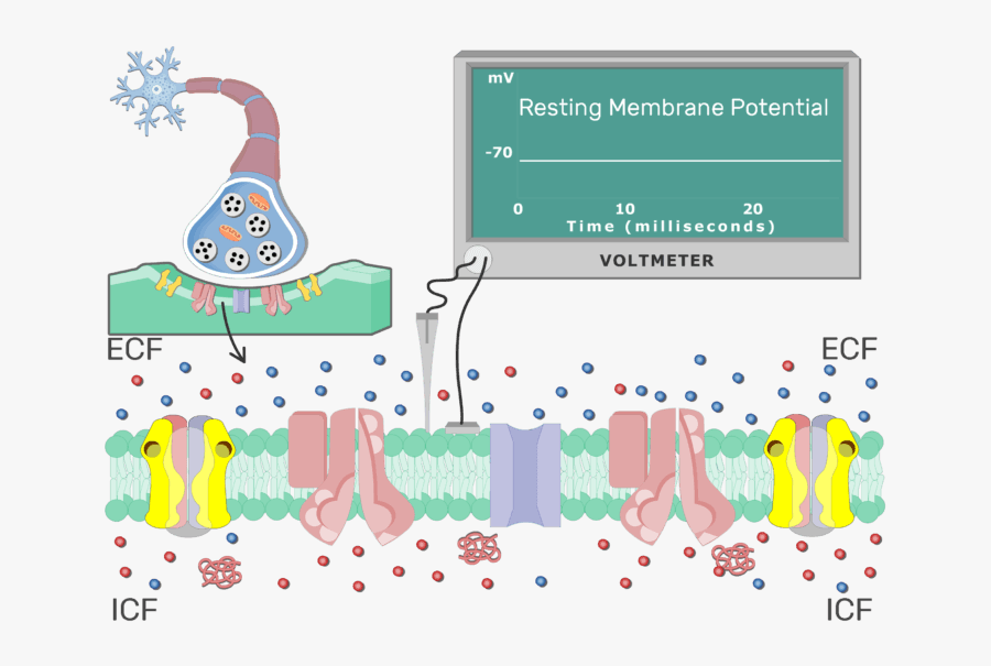 An Image Showing The Stabilizing Action Potential Of - Resting Cell Membrane Potential Animation, Transparent Clipart
