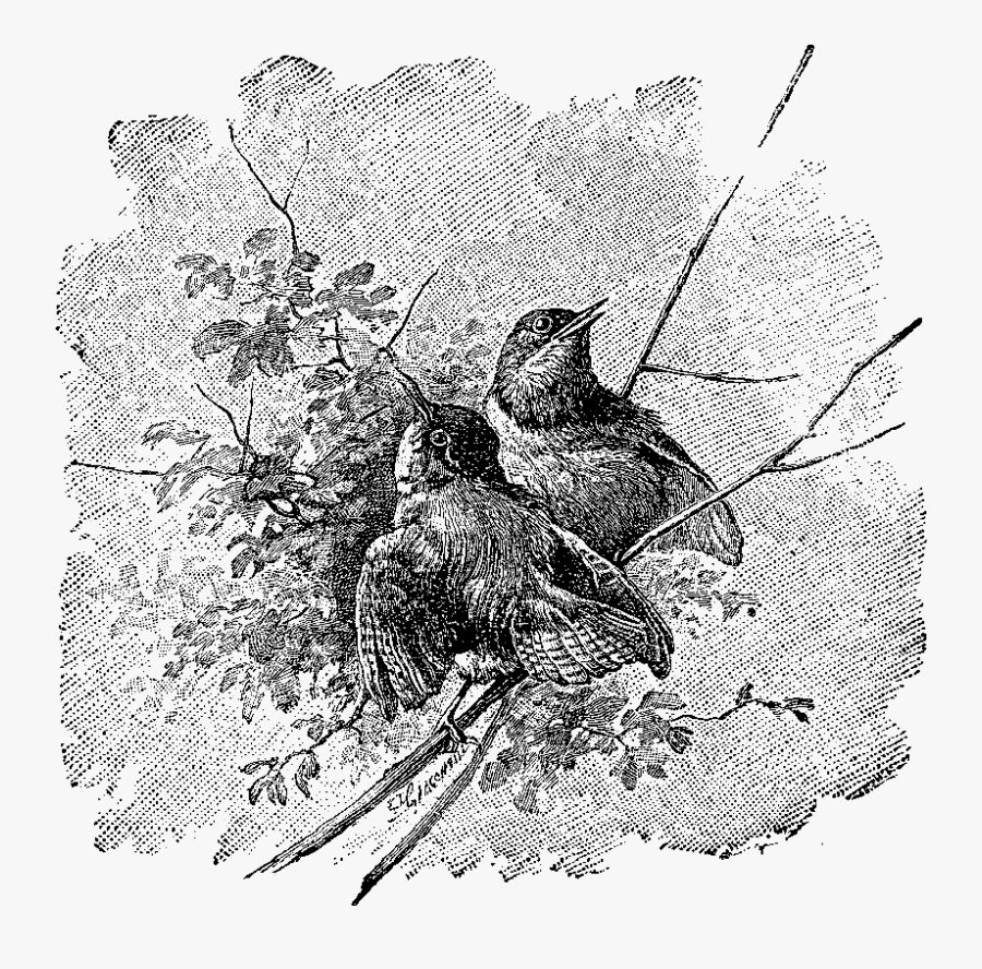 Bird Animal Digital Illustration Tree - Drawing, Transparent Clipart