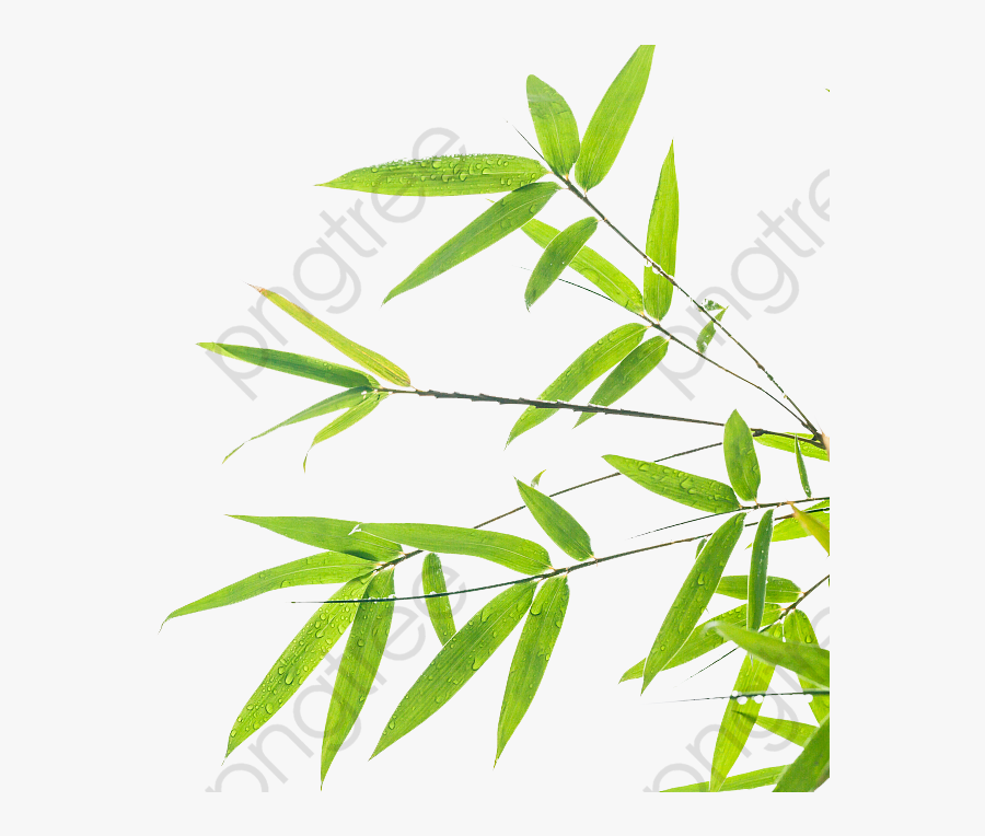Transparent Free Clipart For Commercial Use - Design Bamboo Leaf Background, Transparent Clipart