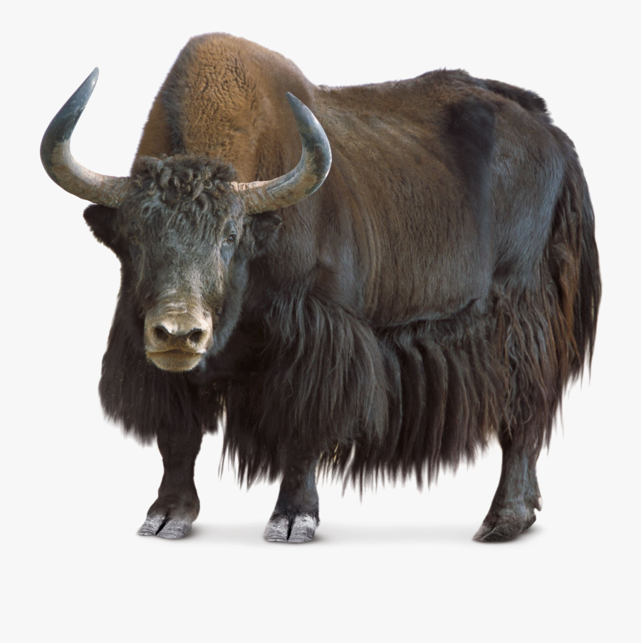 Family,terrestrial Figure - Yak Png, Transparent Clipart