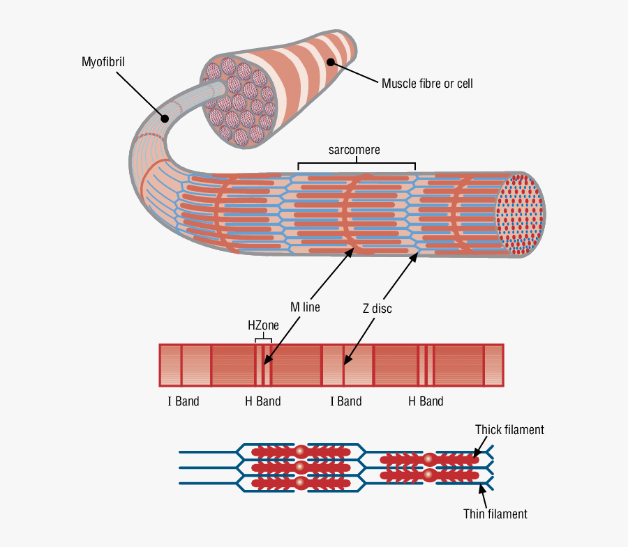 Muscles Clipart Structure - Filament Muscle, Transparent Clipart