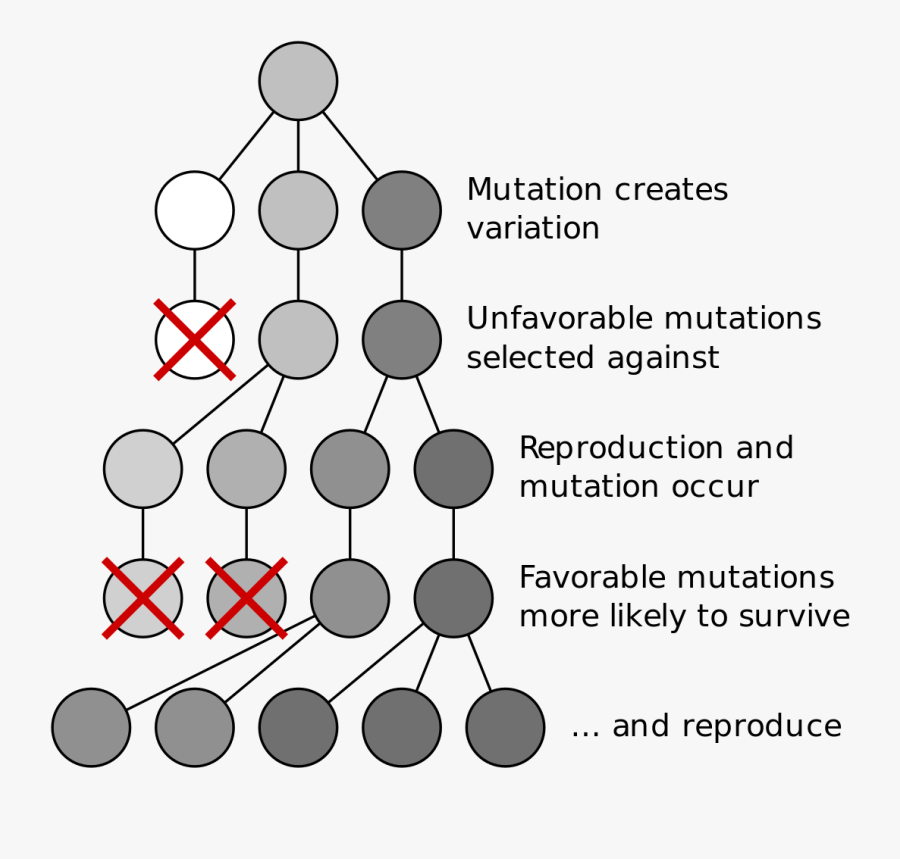 Mutation And Selection Diagram - Mechanism Of Natural Selection, Transparent Clipart