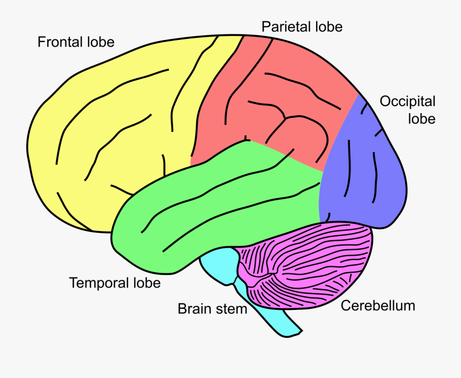 Brain Cerebellum, Transparent Clipart