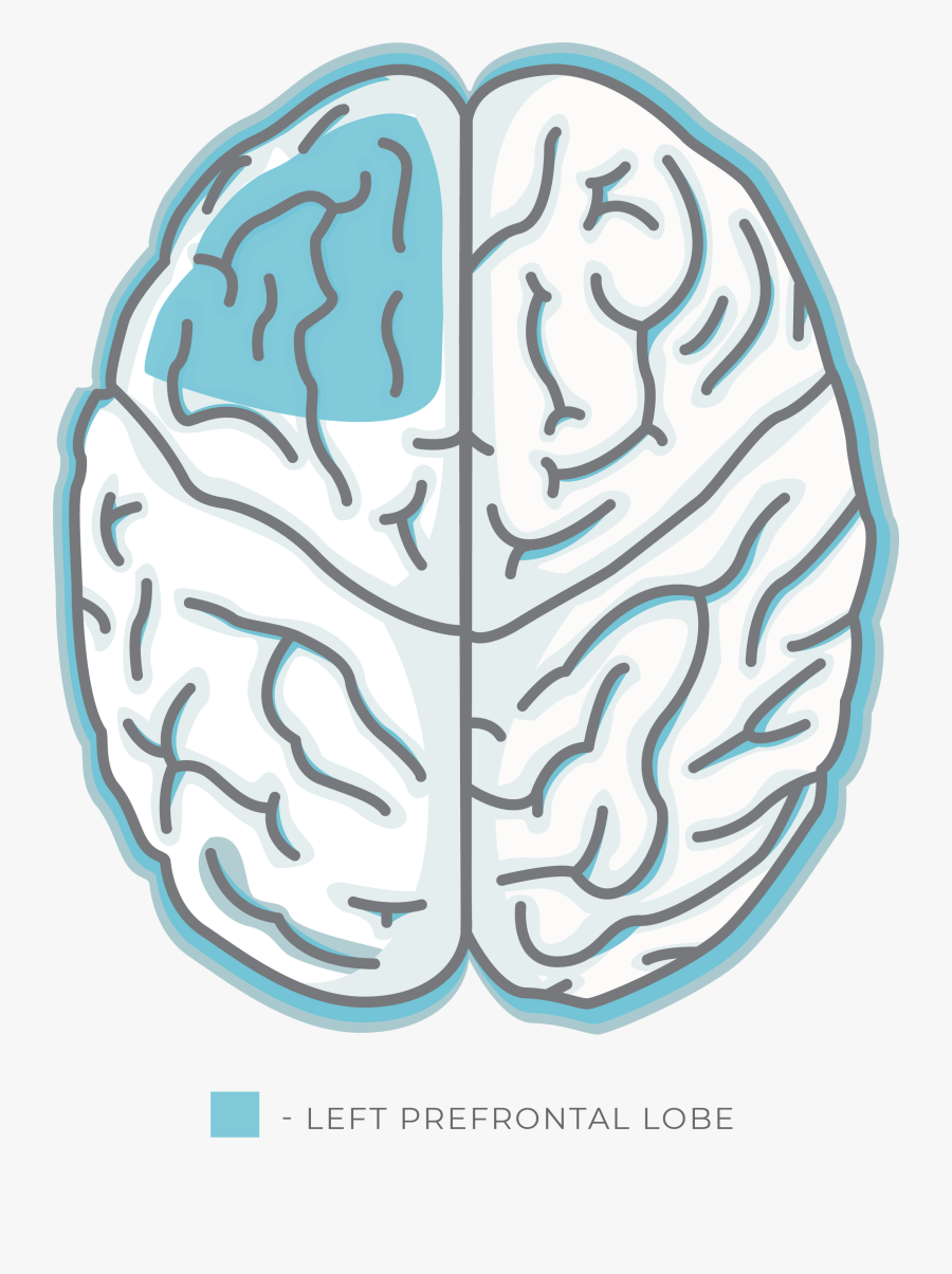 Alleviant Health Centers, Integrative Psychiatry, Holistic - Learning Styles Left And Right Brain, Transparent Clipart