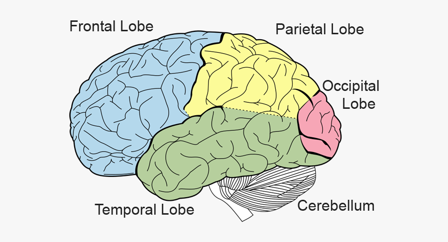 Know Your Brain Structure - Brain Diagram Occipital Lobe , Free ...