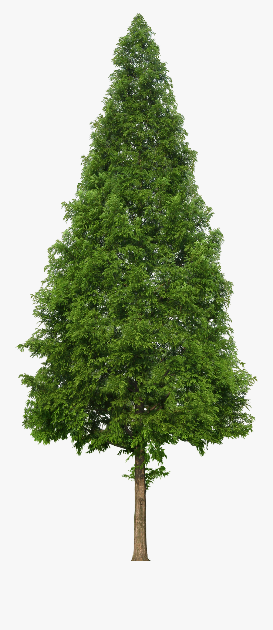 Transparent Douglas Fir Clipart - Evergreen Tree Png, Transparent Clipart