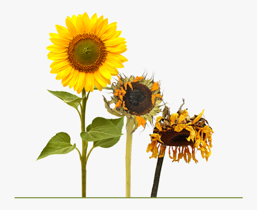 A Blooming Sunflower Followed By Two Other Sunflowers - Transparent Sunflower, Transparent Clipart