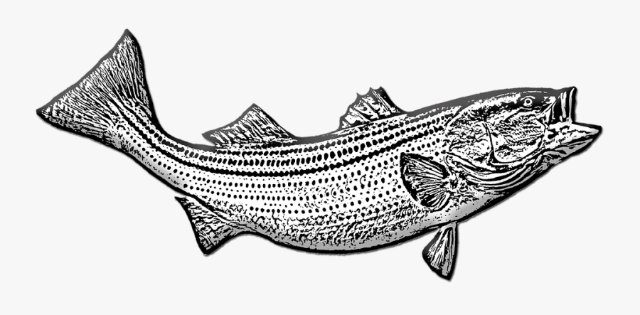 Bass Fish, Game Fishing, Fishing, Sport, Trophy - Drawing, Transparent Clipart
