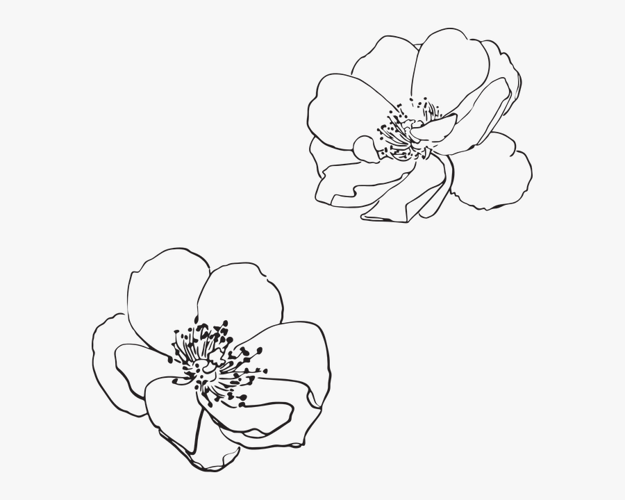 Rose, Wild, Flower, Flowers, Pictured, Vector, Spring - Apple Blossom Line Drawing, Transparent Clipart