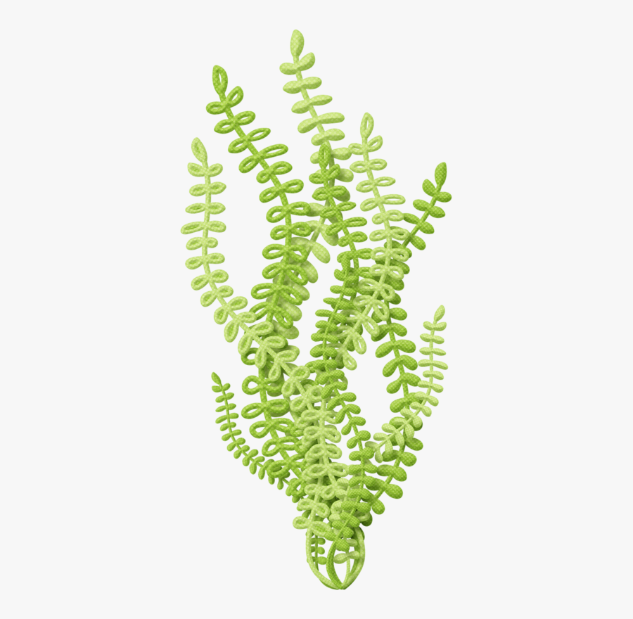 Fern, Transparent Clipart