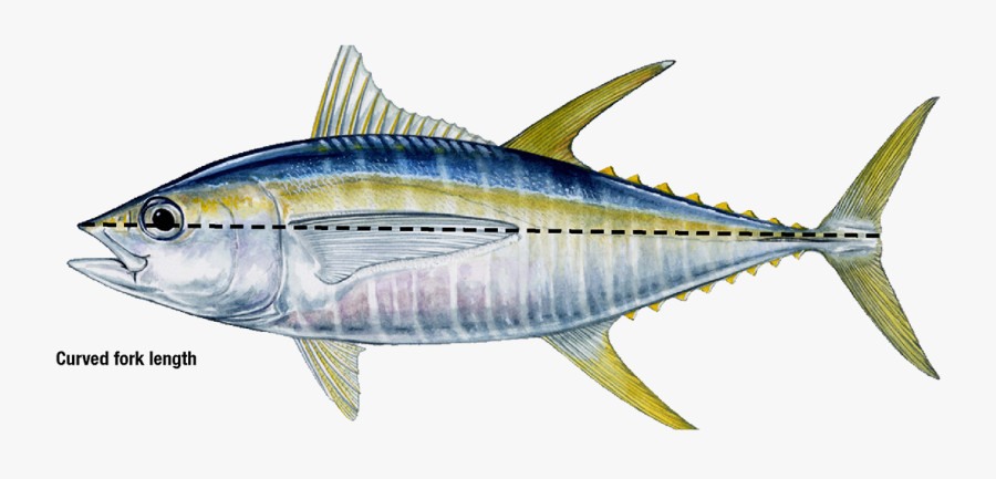 Transparent Tuna Fish Png - Big Eye Bluefin Identification, Transparent Clipart