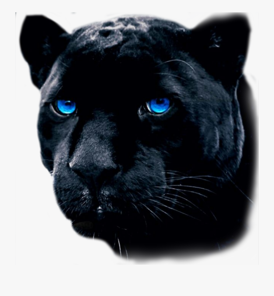 #sticker #puma #blue #eyes - Chiltern Hills, Transparent Clipart