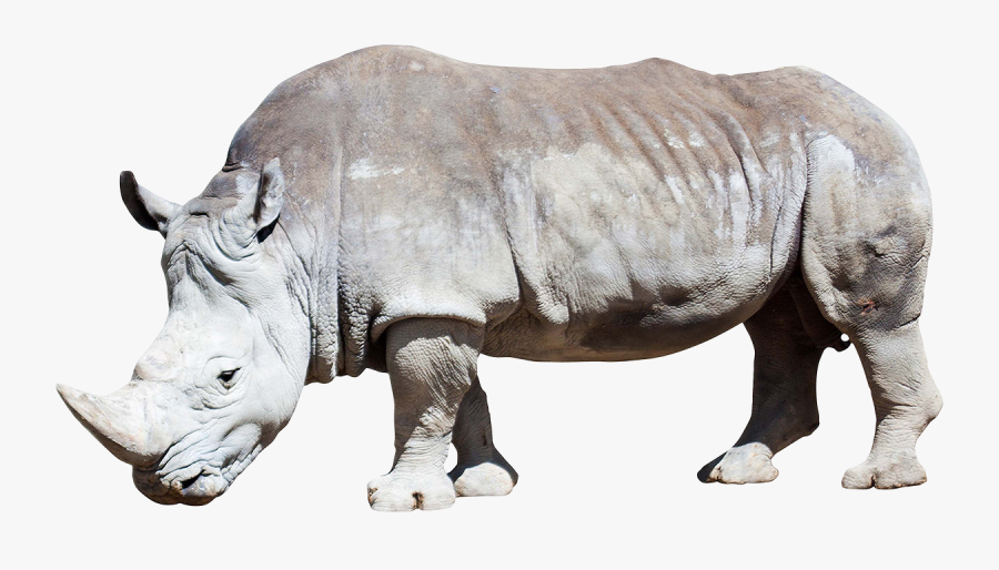 White Rhino Transparent Background, Transparent Clipart