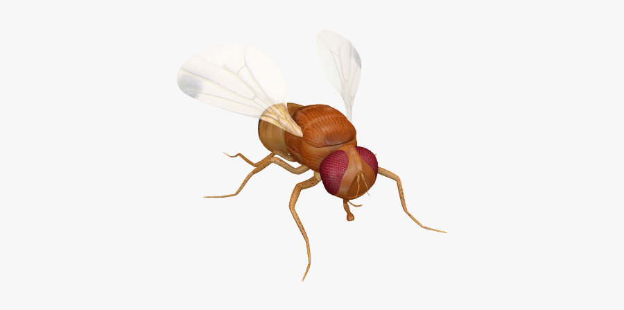 Flies Clipart Fruit Fly - Net-winged Insects, Transparent Clipart