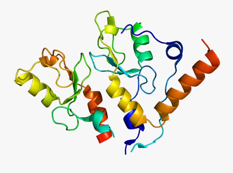 - - Proteins Png, Transparent Clipart