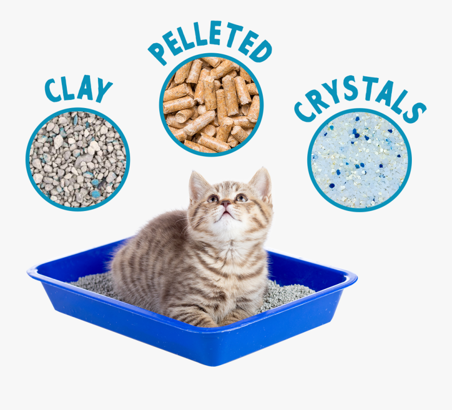 Litterbox, Transparent Clipart