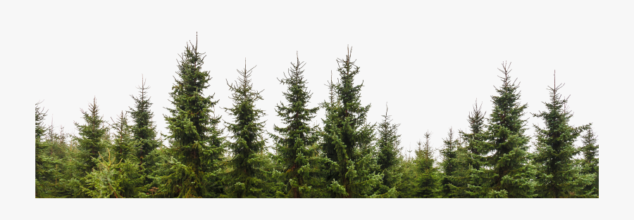 Transparent Trees Png - Pine Tree Forest Png, Transparent Clipart