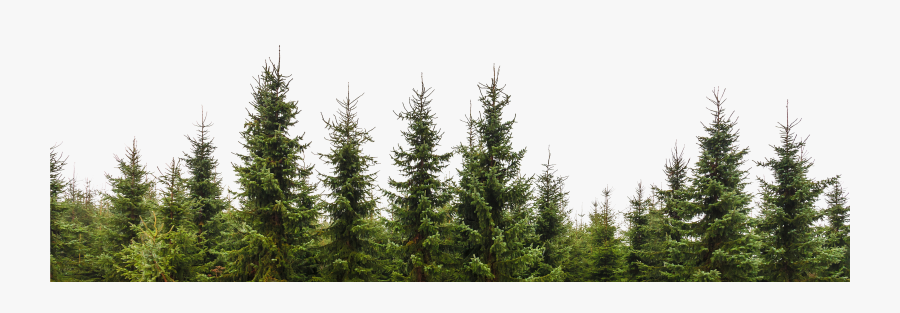 Transparent Trees Png Pine Tree Forest Png Free Transparent Clipart Clipartkey