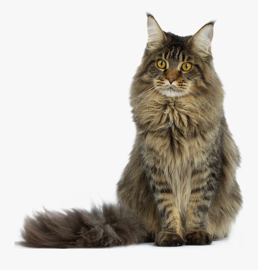 Clip Art Purebred Maine Coon - Maine Coon Angora Cat, Transparent Clipart