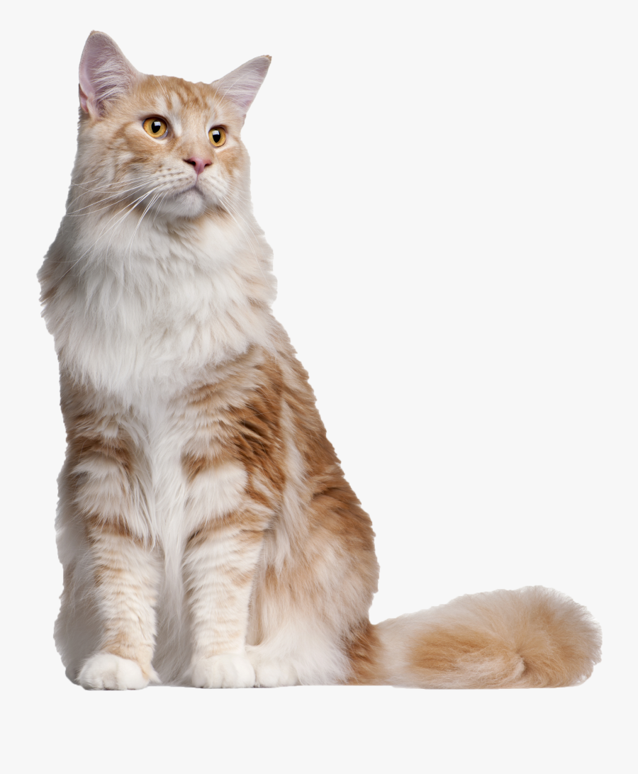 Transparent Cat Tail Png, Transparent Clipart