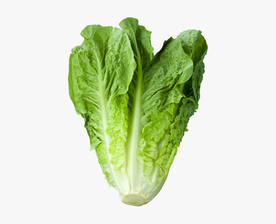 Romaine Lettuce - Vitamin Of Green Vegetable, Transparent Clipart